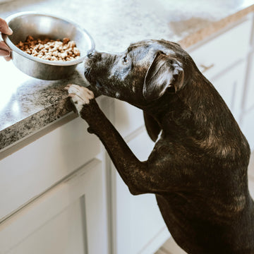 Dog treats, Dog food