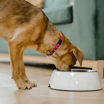 Feeding and Watering