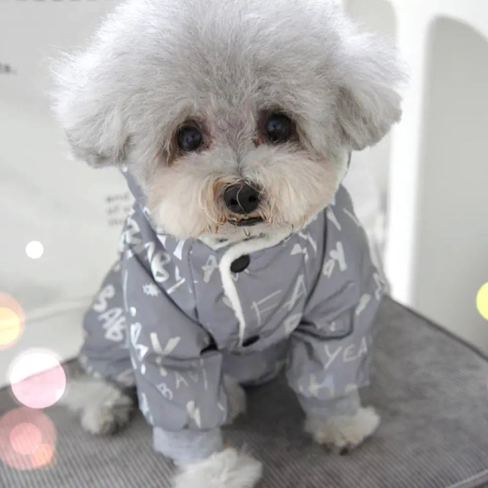 Small dog wearing a gray raincoat with white patterns on a white background