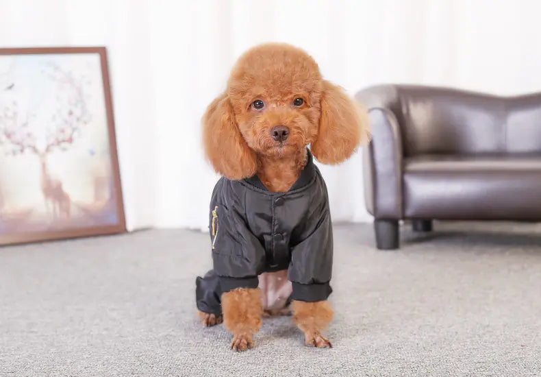 Dog Apparel for Small Breeds - Autumn/Winter Outfit