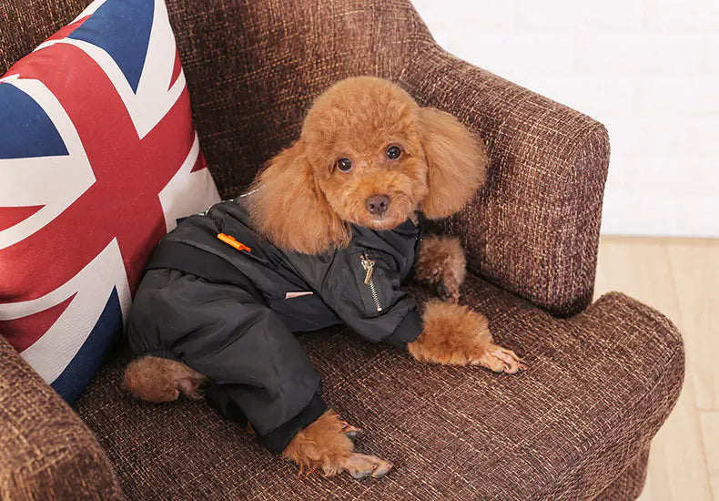 Dog Apparel for Small Breeds - Autumn/Winter Outfit